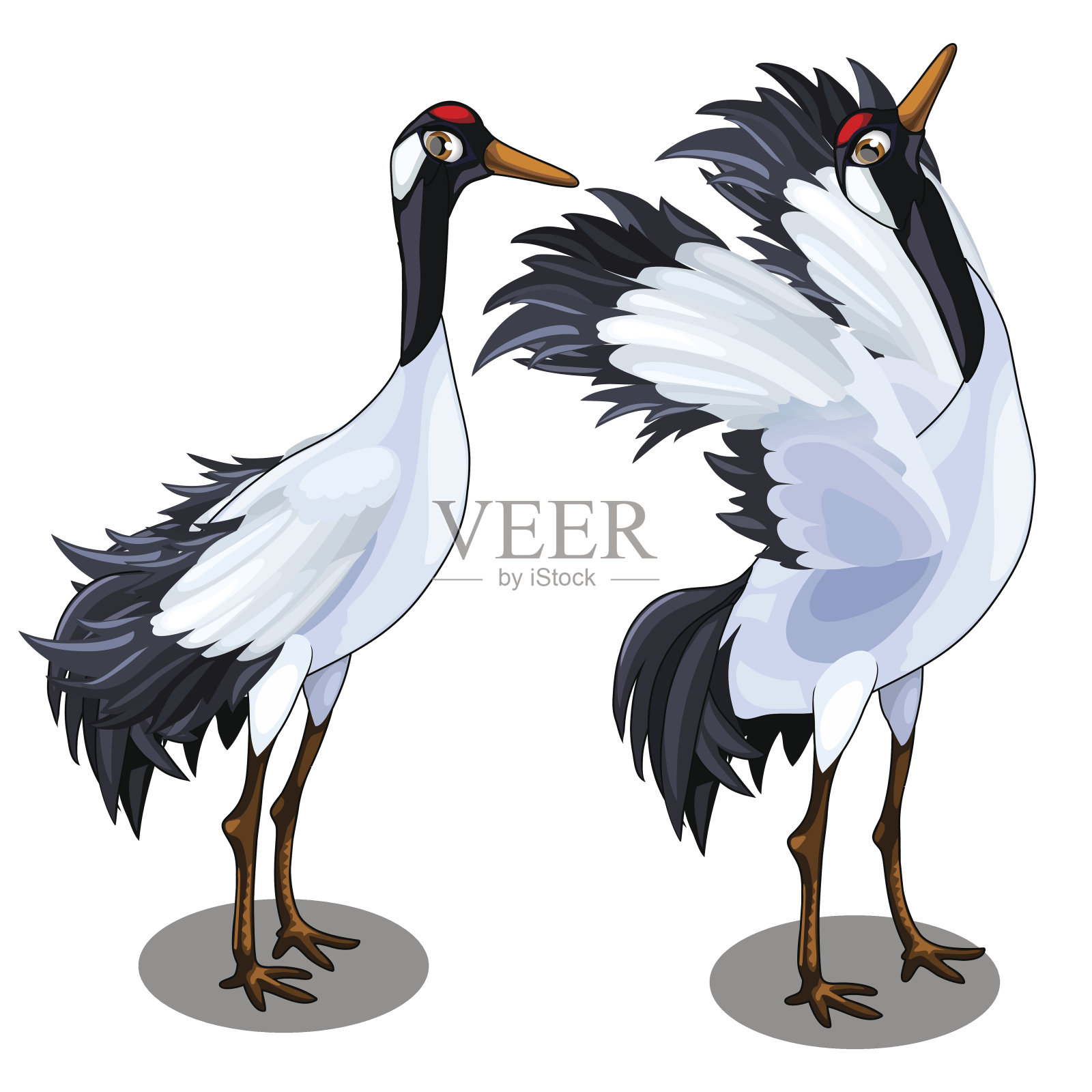 两个日本鹤的形象。向量鸟孤立插画图片素材