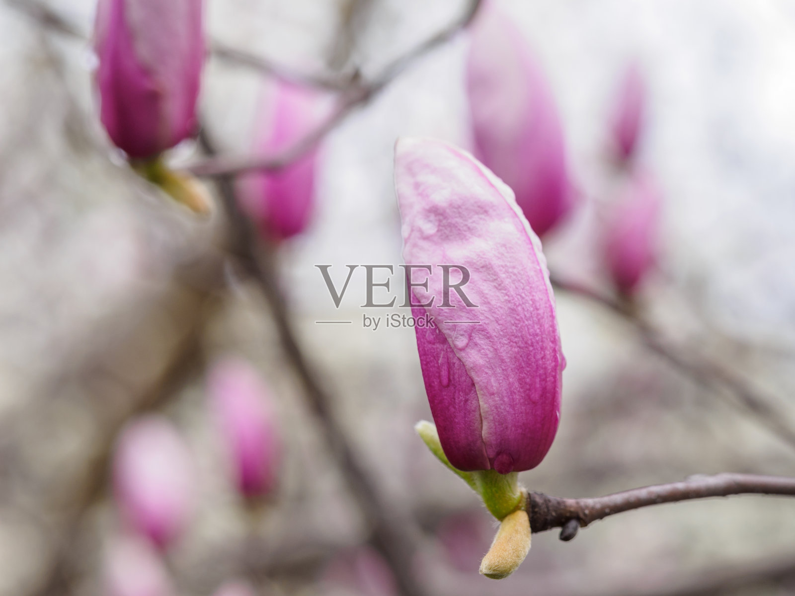 春花系列，紫玉兰，白玉兰是上海的市花。照片摄影图片