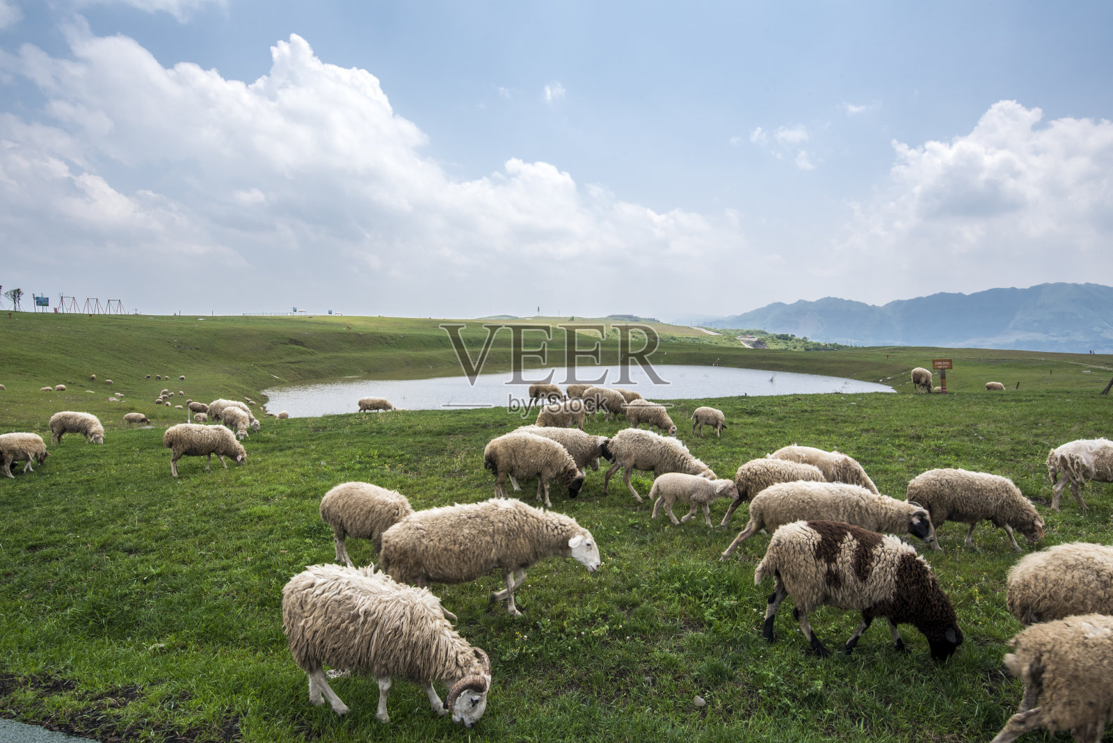 中国贵州，一群在湖附近吃草的绵羊照片摄影图片