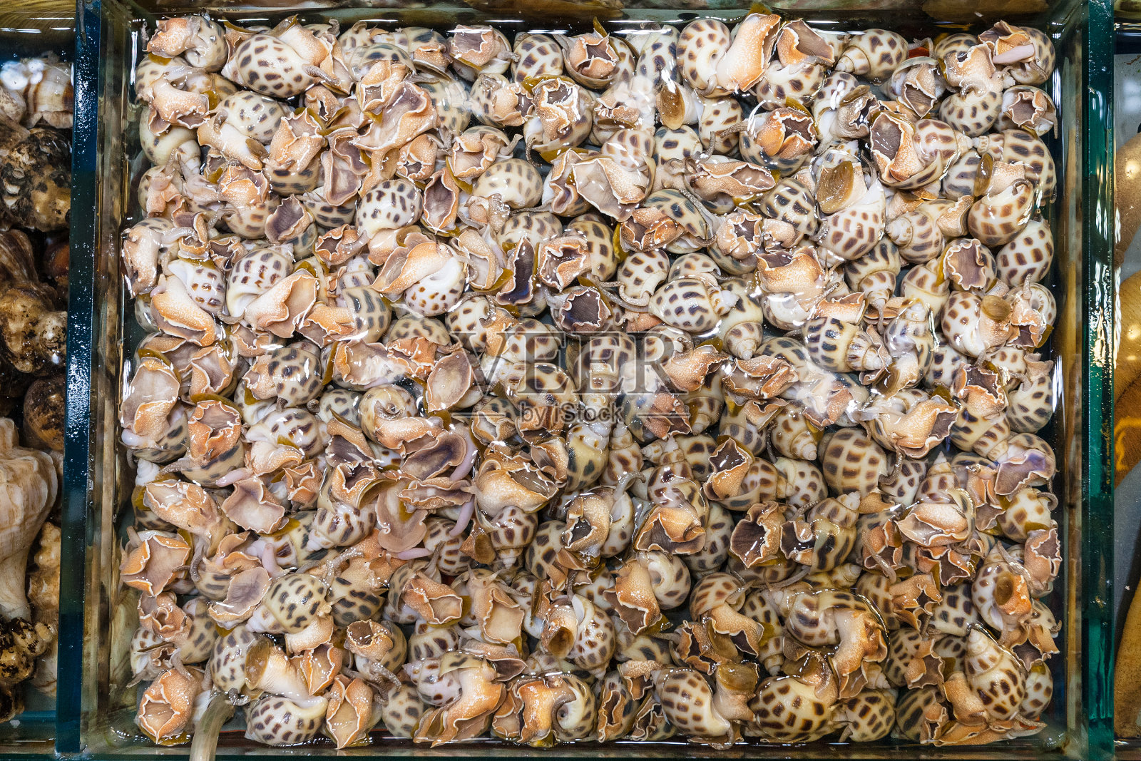广州的鱼市里有很多水螺照片摄影图片