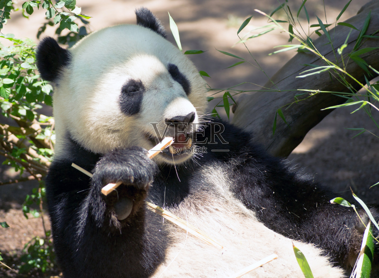 濒临灭绝的大熊猫正在吃竹子照片摄影图片