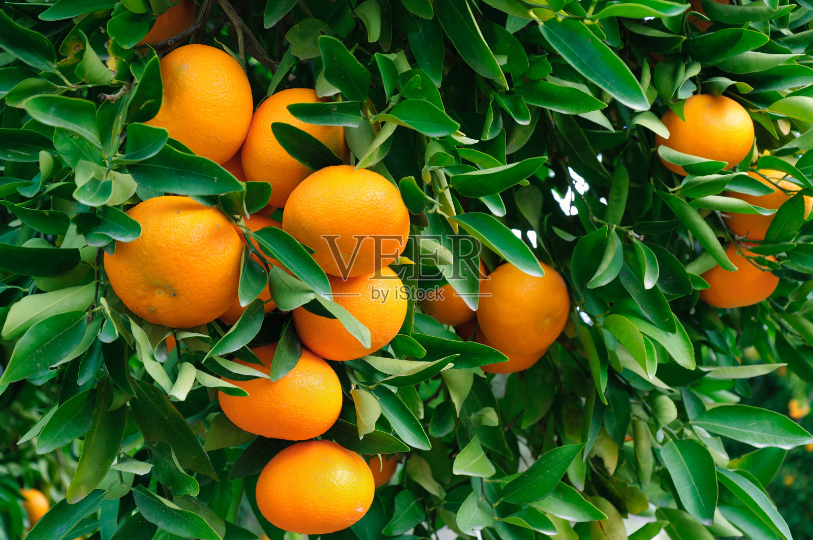熟透的橘子挂在树上的特写照片摄影图片