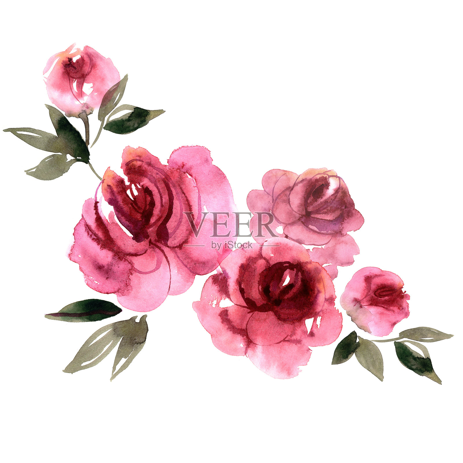 可爱的水彩手绘粉红牡丹插画图片素材