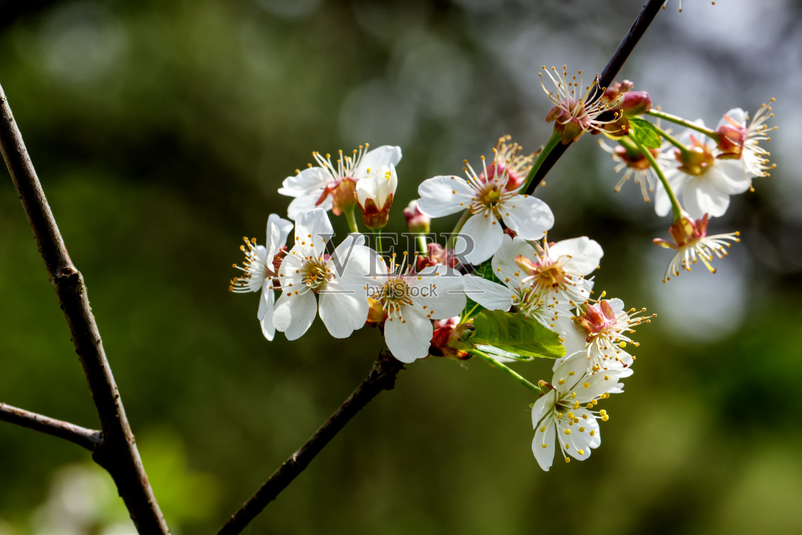 樱桃的花。照片摄影图片