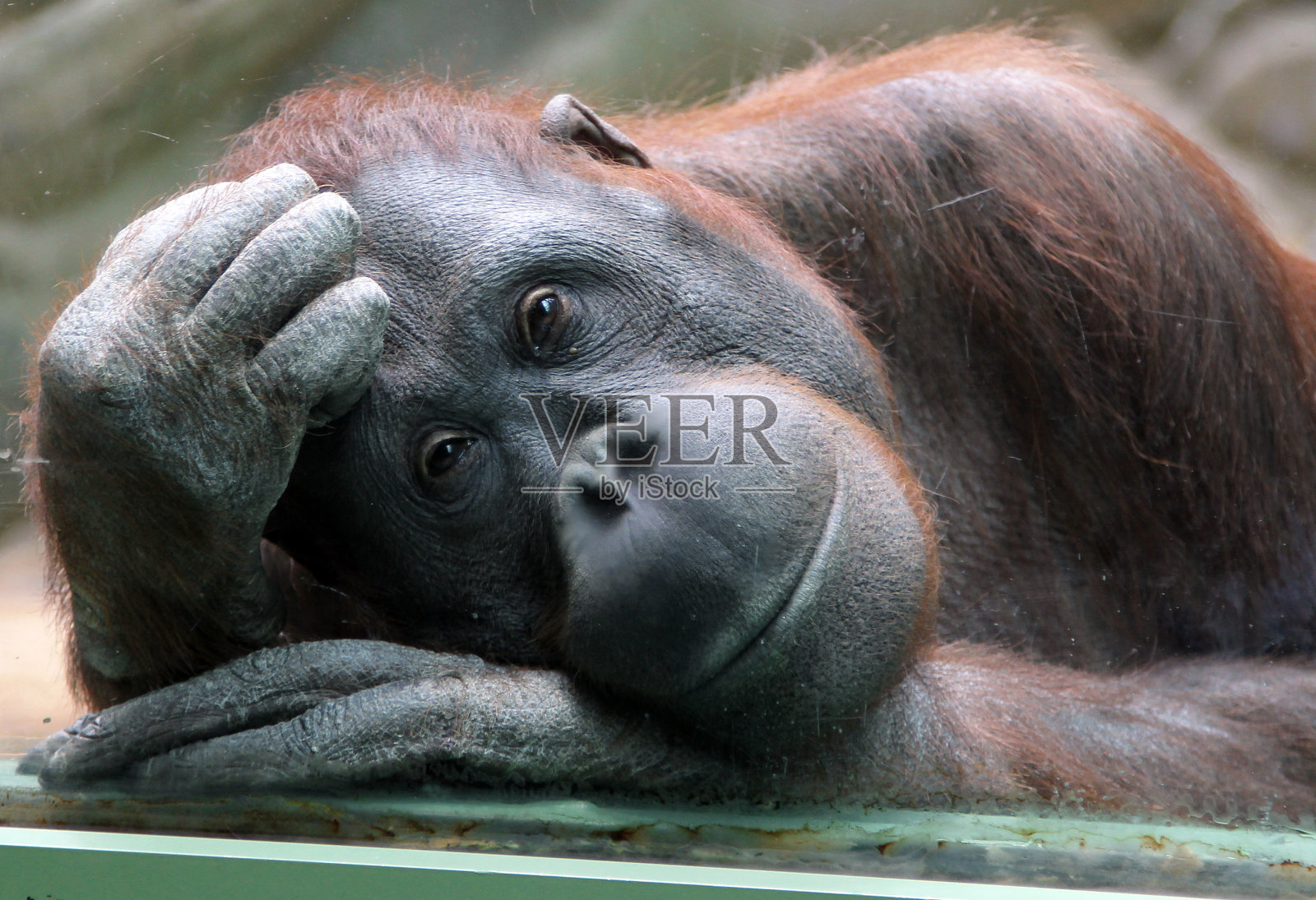 雌性猩猩透过玻璃若有所思照片摄影图片