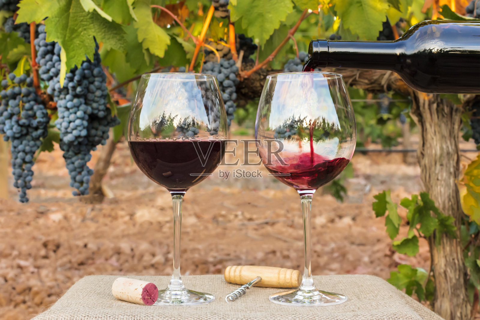 葡萄丰收时，红酒倒进葡萄园的玻璃杯里照片摄影图片