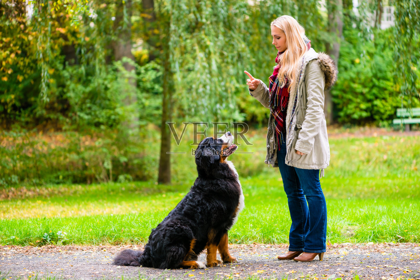 秋天公园里的女孩在训练她的狗服从照片摄影图片