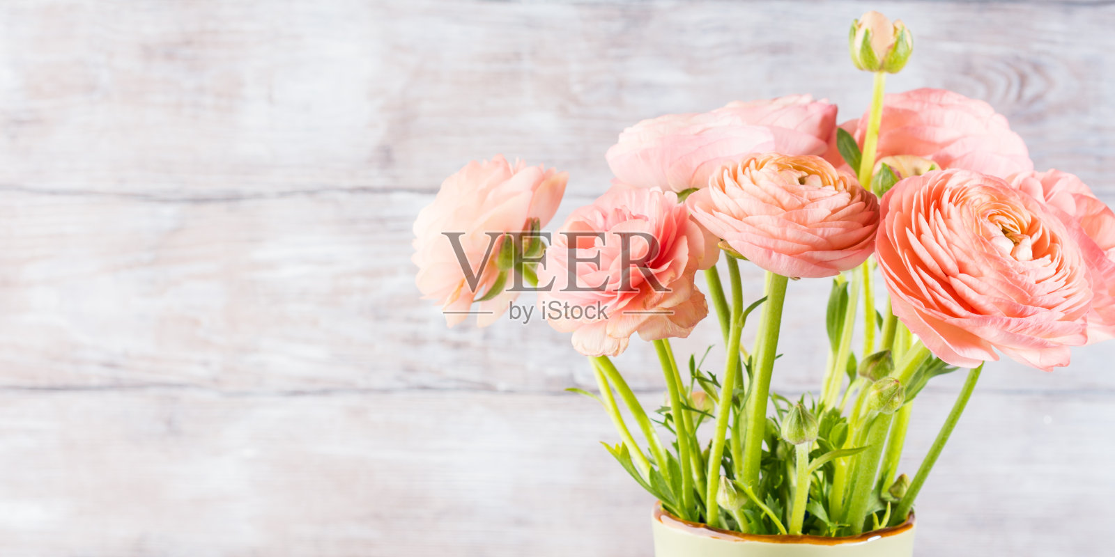 美丽的粉红色毛茛花束照片摄影图片