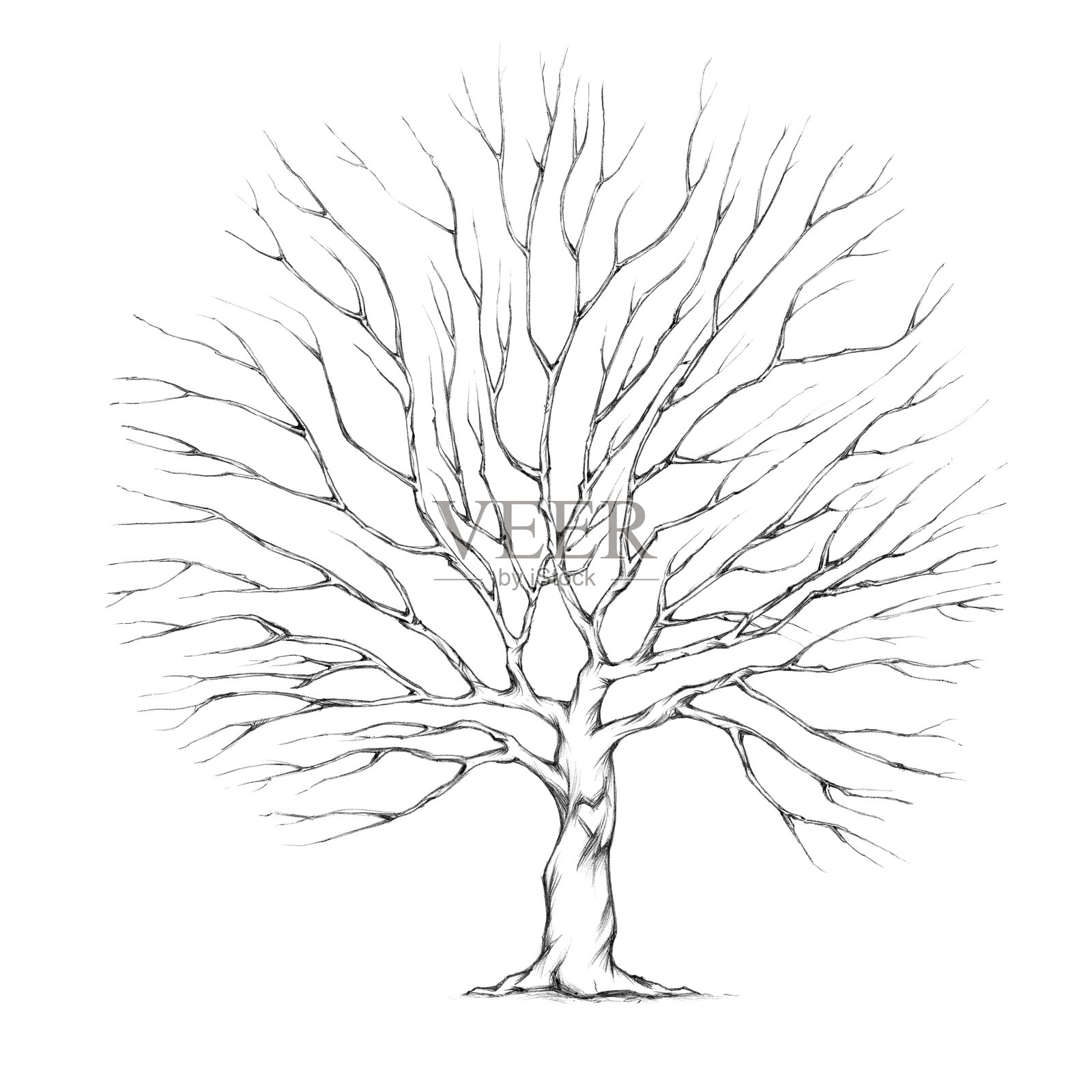 有大树冠的树插画图片素材
