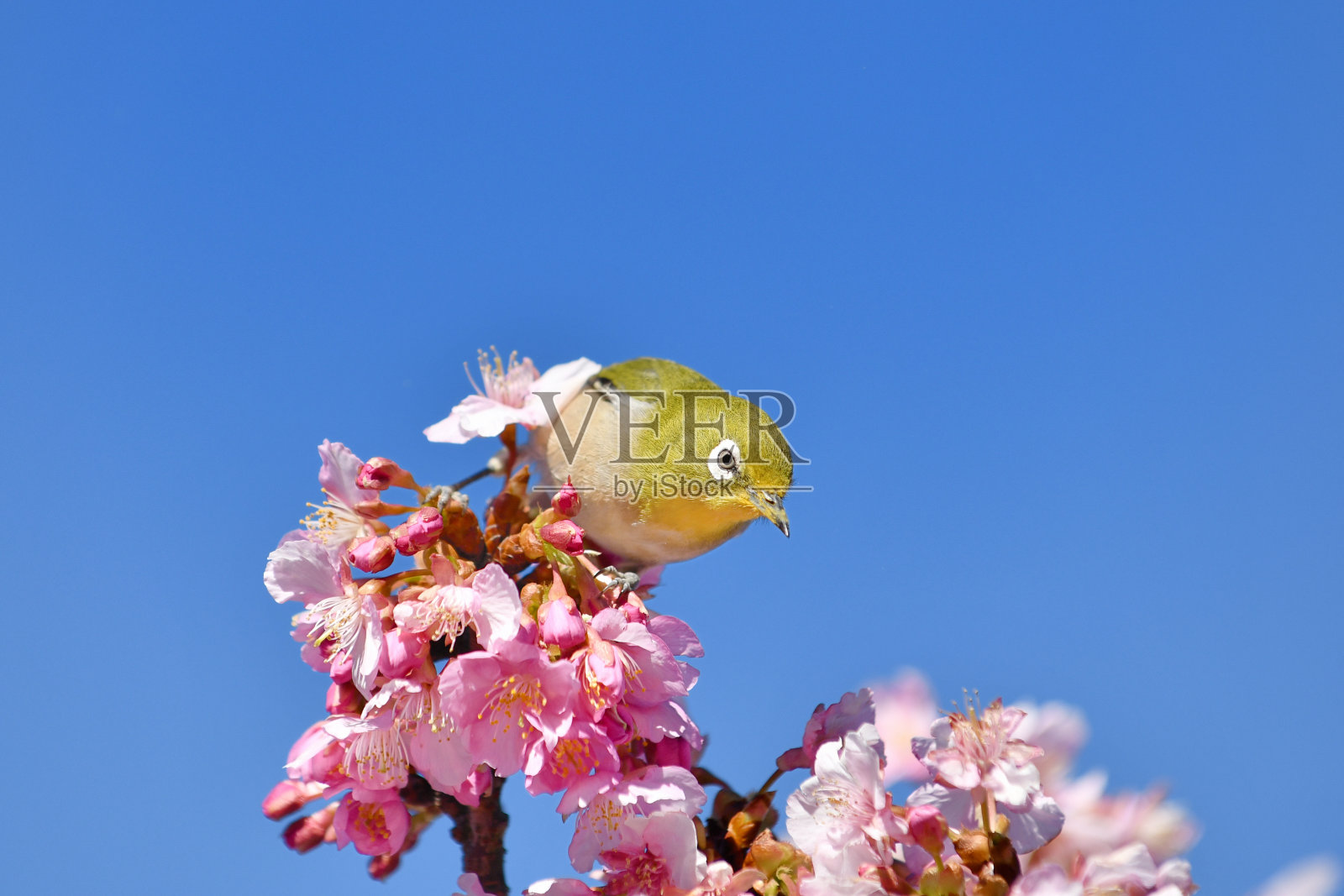 河津樱桃树和日本白眼照片摄影图片