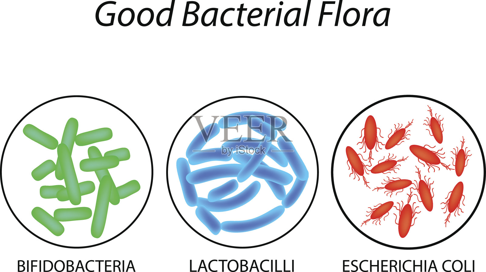 良好的菌群。乳酸菌，双歧杆菌，大肠杆菌。信息图。矢量插图。插画图片素材