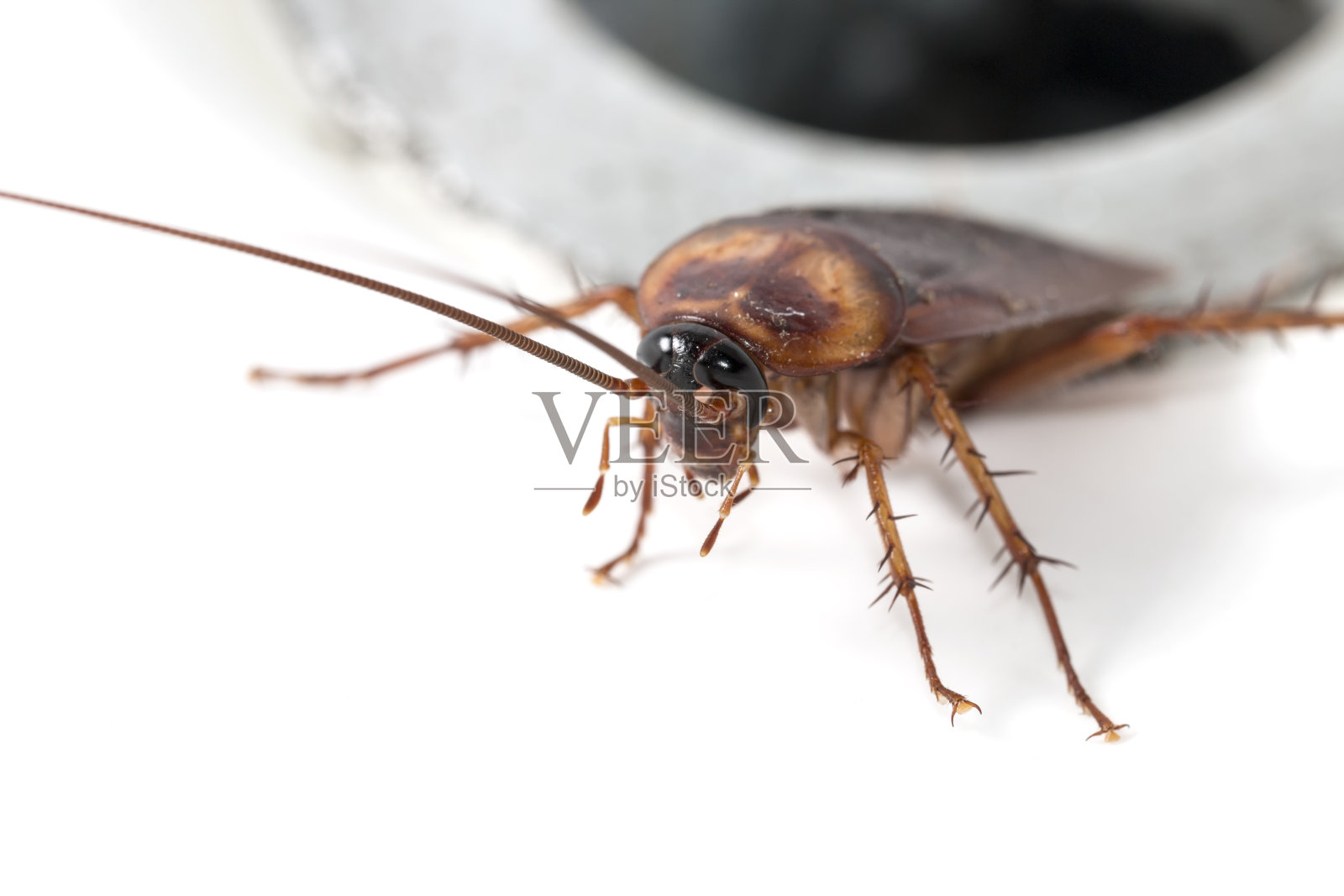 水槽里的棕色蟑螂特写照片摄影图片