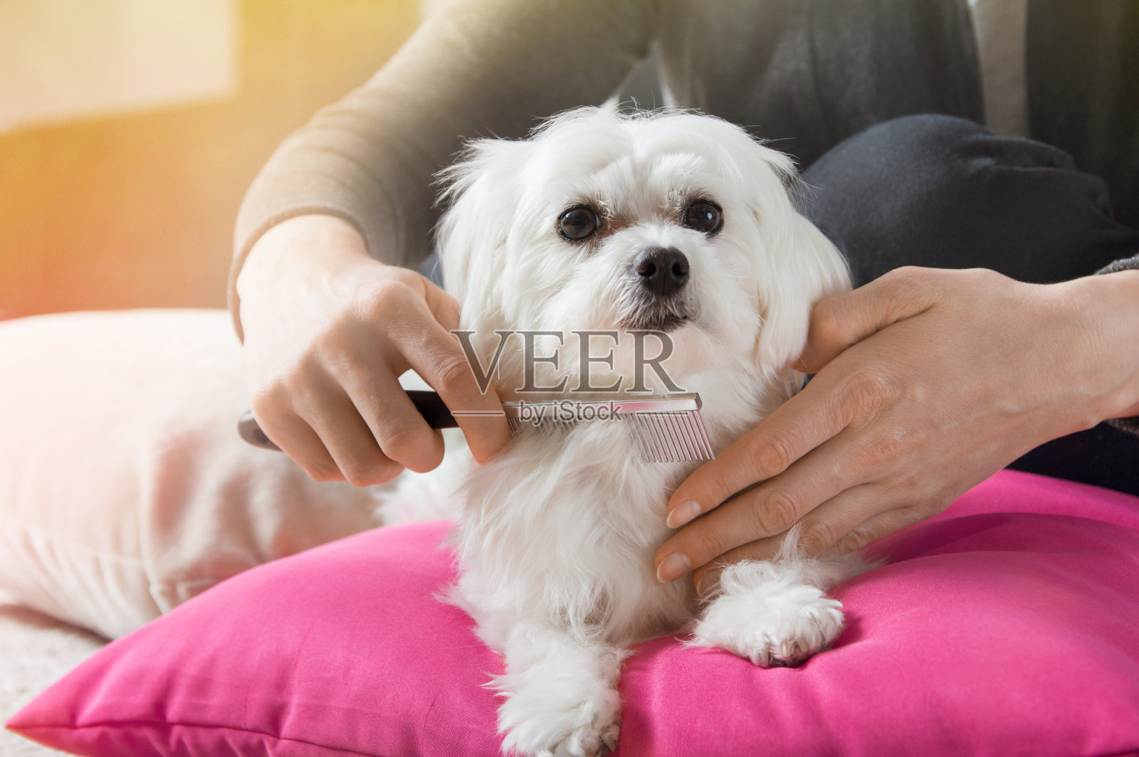 一个女人在给她的白色马耳他犬梳头照片摄影图片
