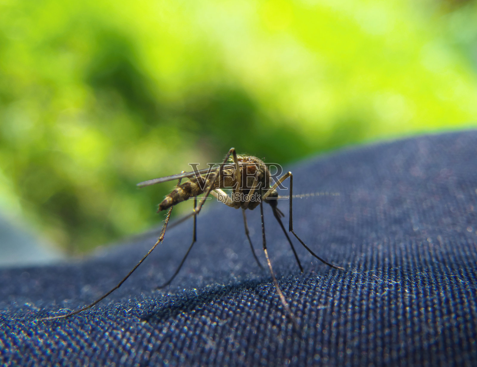 蚊子试图咬穿牛仔裤衣服的特写照片摄影图片