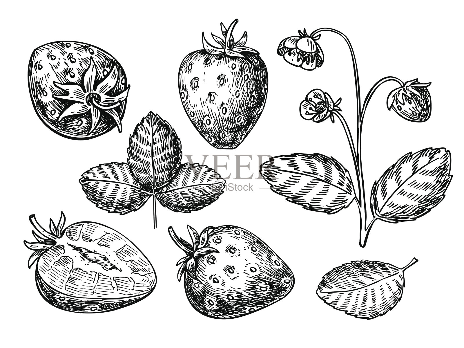 草莓向量绘图集。孤立的手抽浆果，片，叶和植物上白色插画图片素材