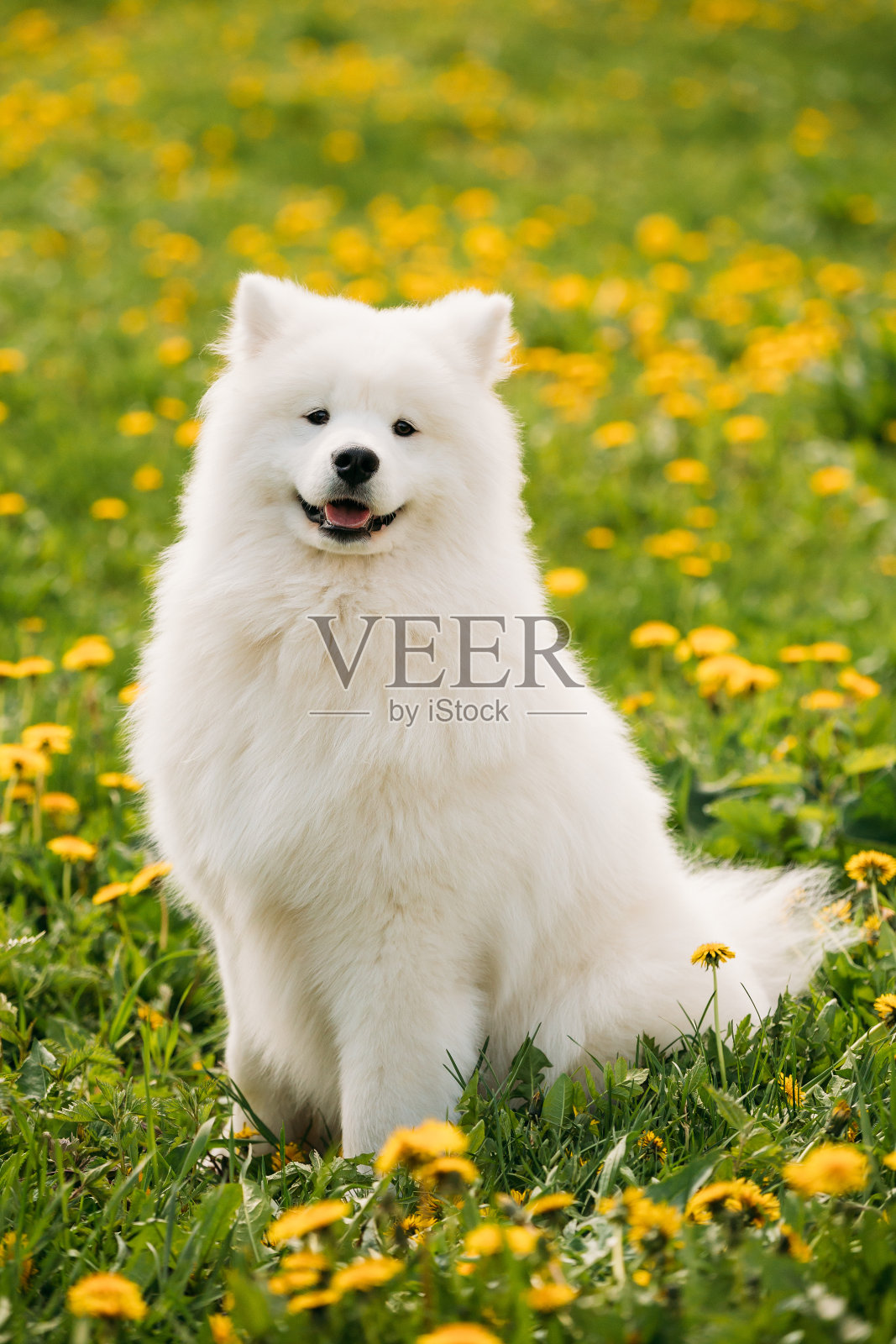 年轻快乐微笑的白色萨摩耶狗或Bjelkier, Smiley, Sammy坐在户外绿色的春天草地黄色的花照片摄影图片