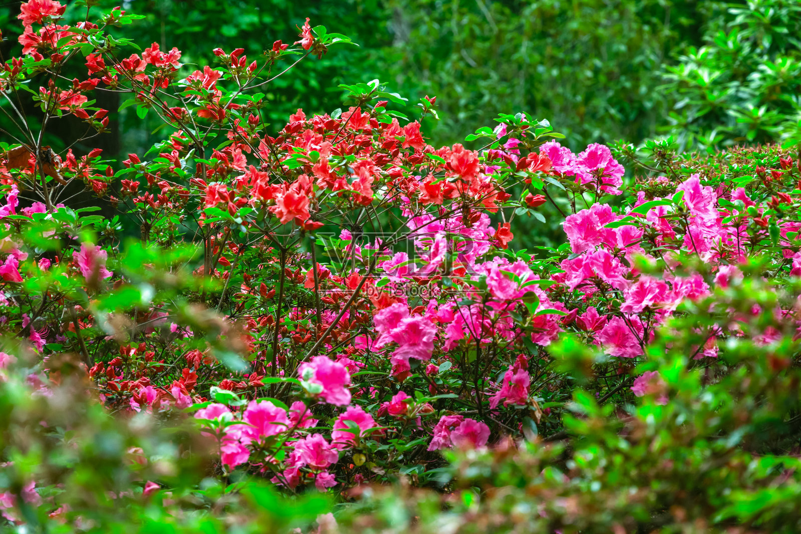 里士满公园伊莎贝拉种植园的春花照片摄影图片