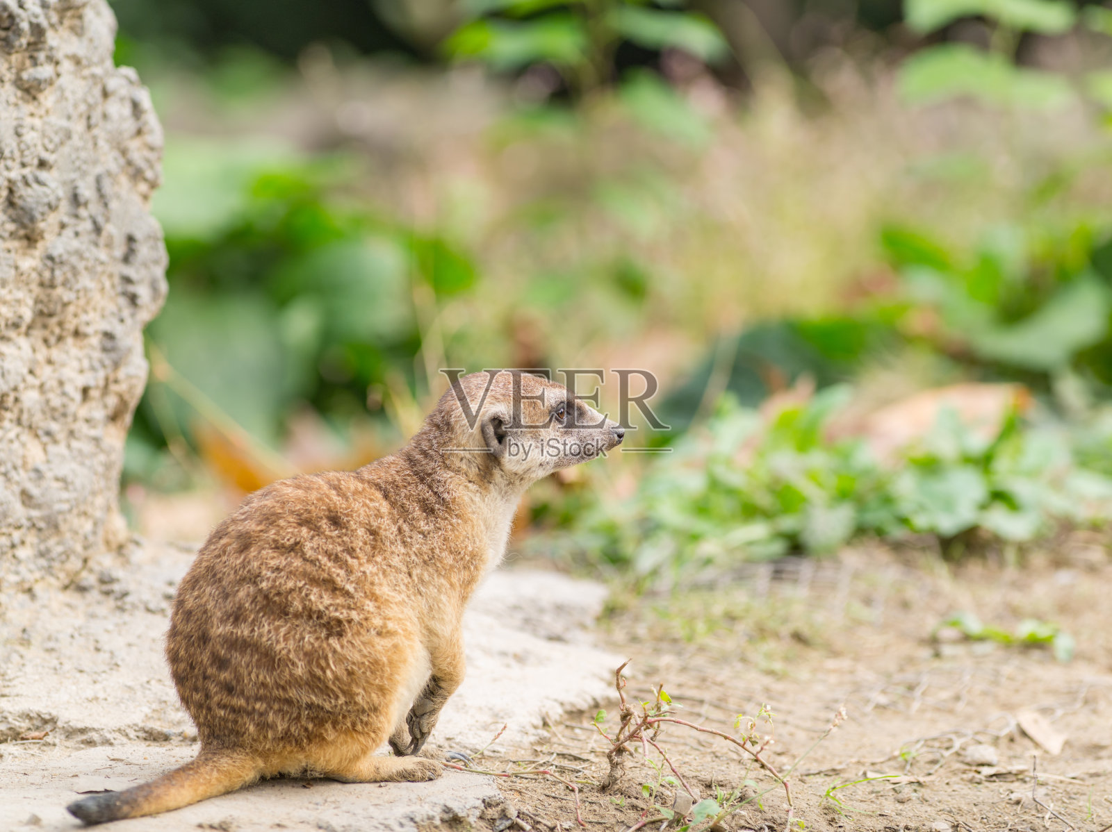 警觉的猫鼬(Suricata suricatta)站岗。照片摄影图片