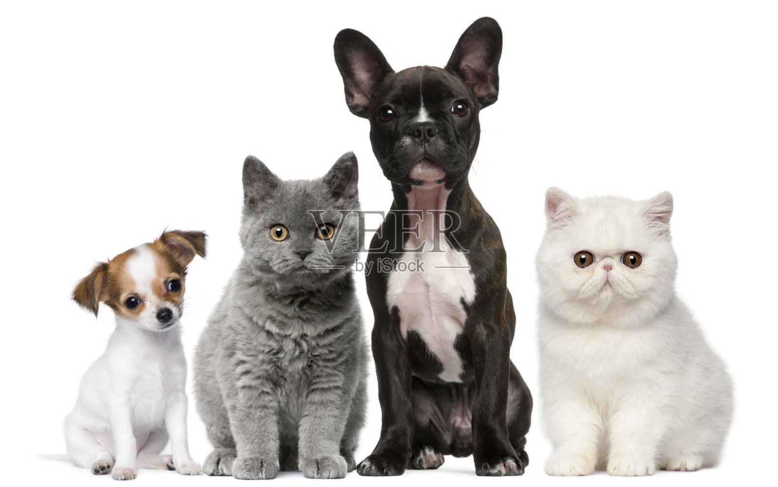 一群猫狗，坐着，白色背景。照片摄影图片