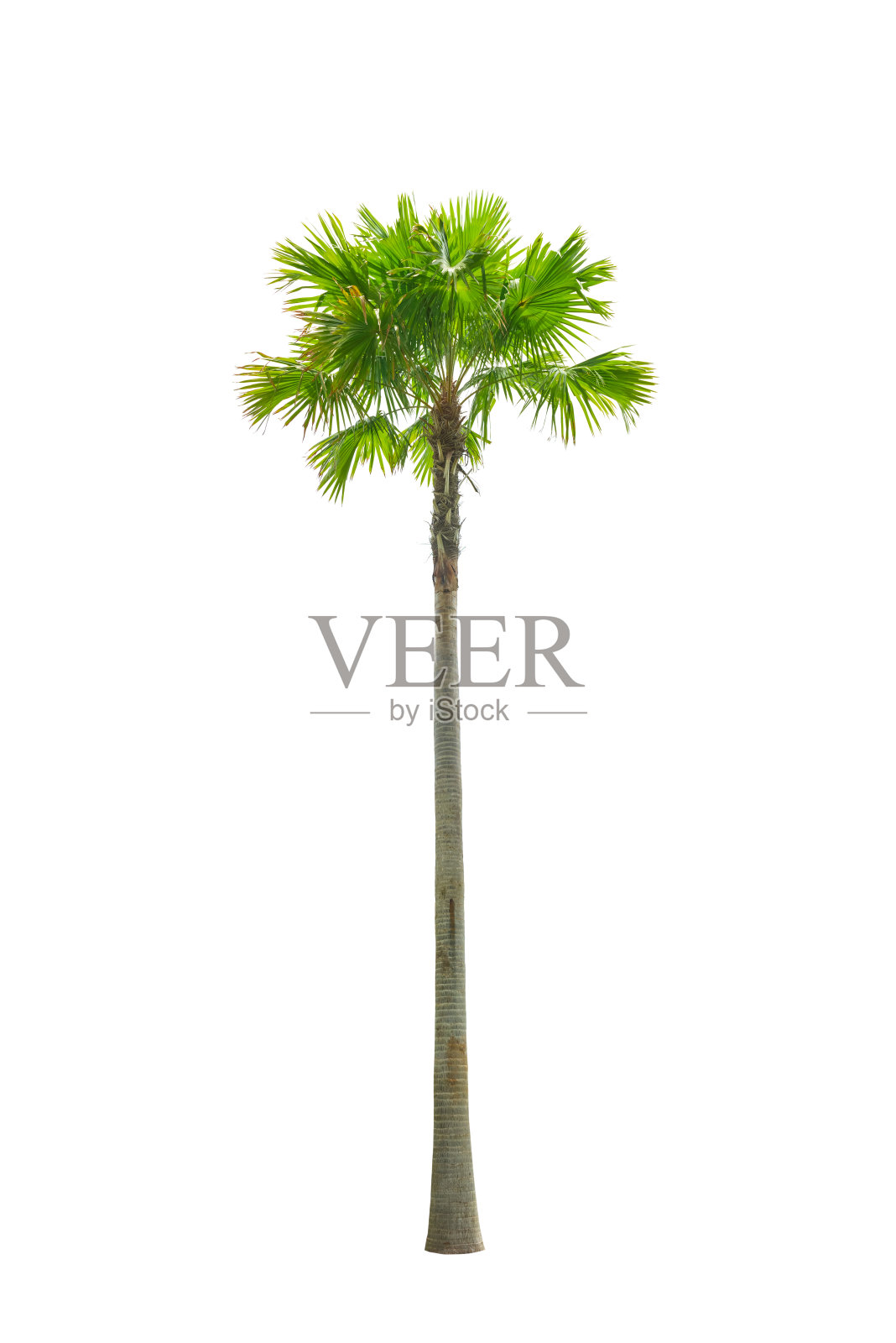 白色背景上孤立的棕榈树。照片摄影图片