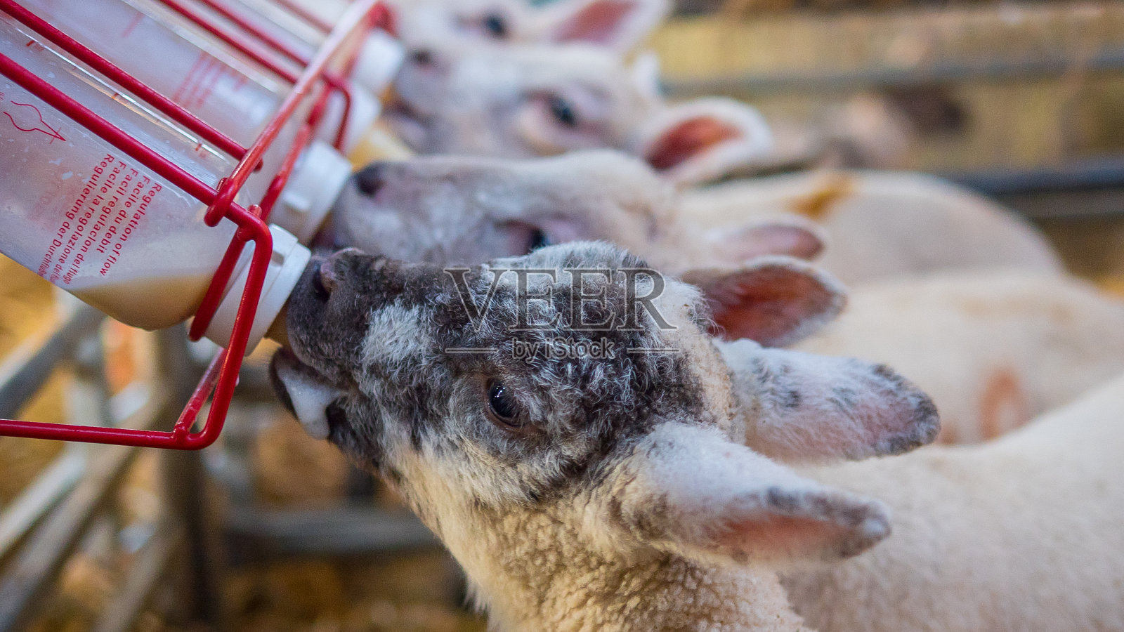 失去母亲的小羊羔正在用奶瓶喂养照片摄影图片