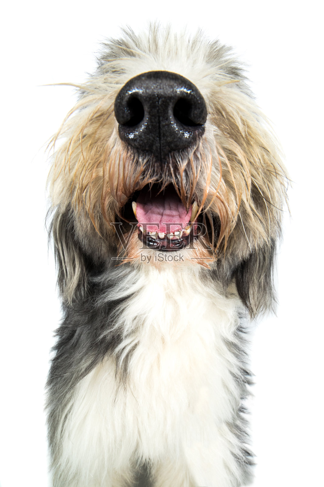 狗髯柯利滑稽的嘴，嘴，牙齿照片摄影图片