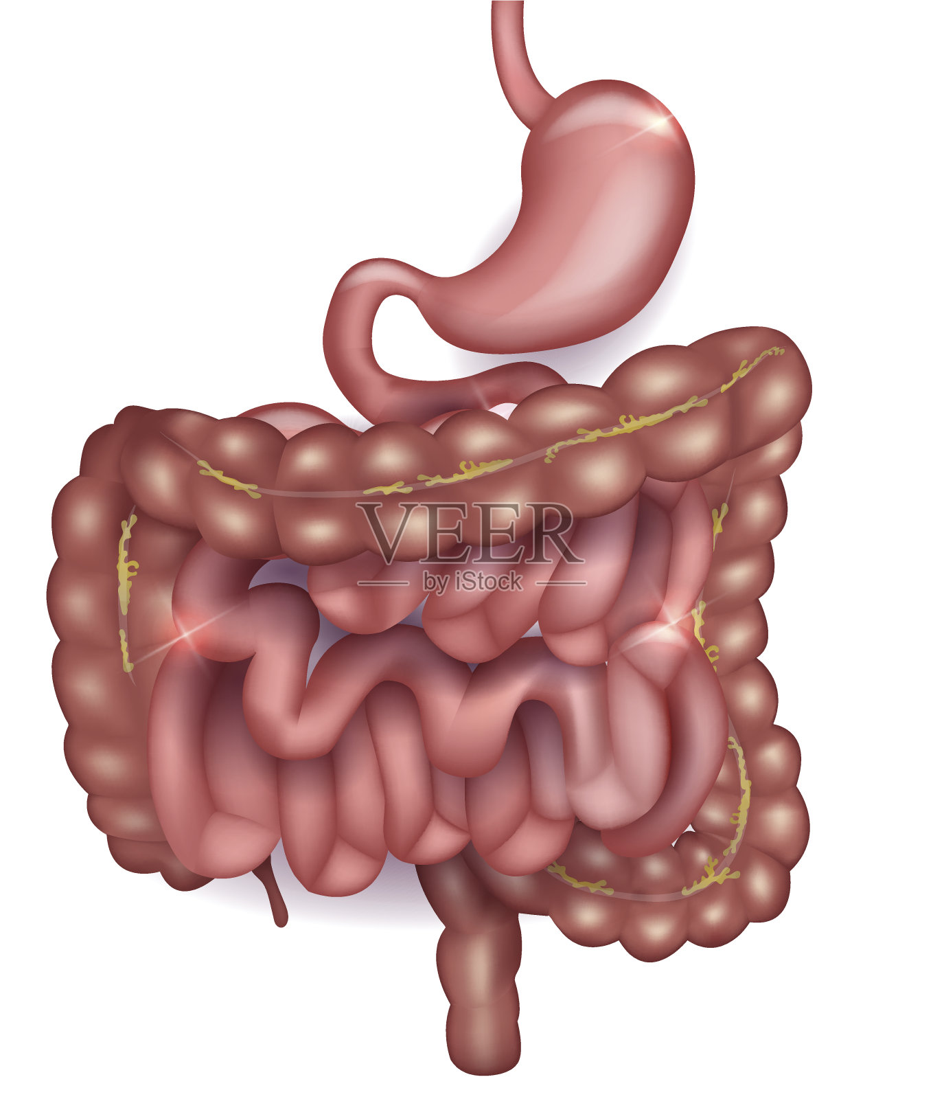 胃肠道插画图片素材