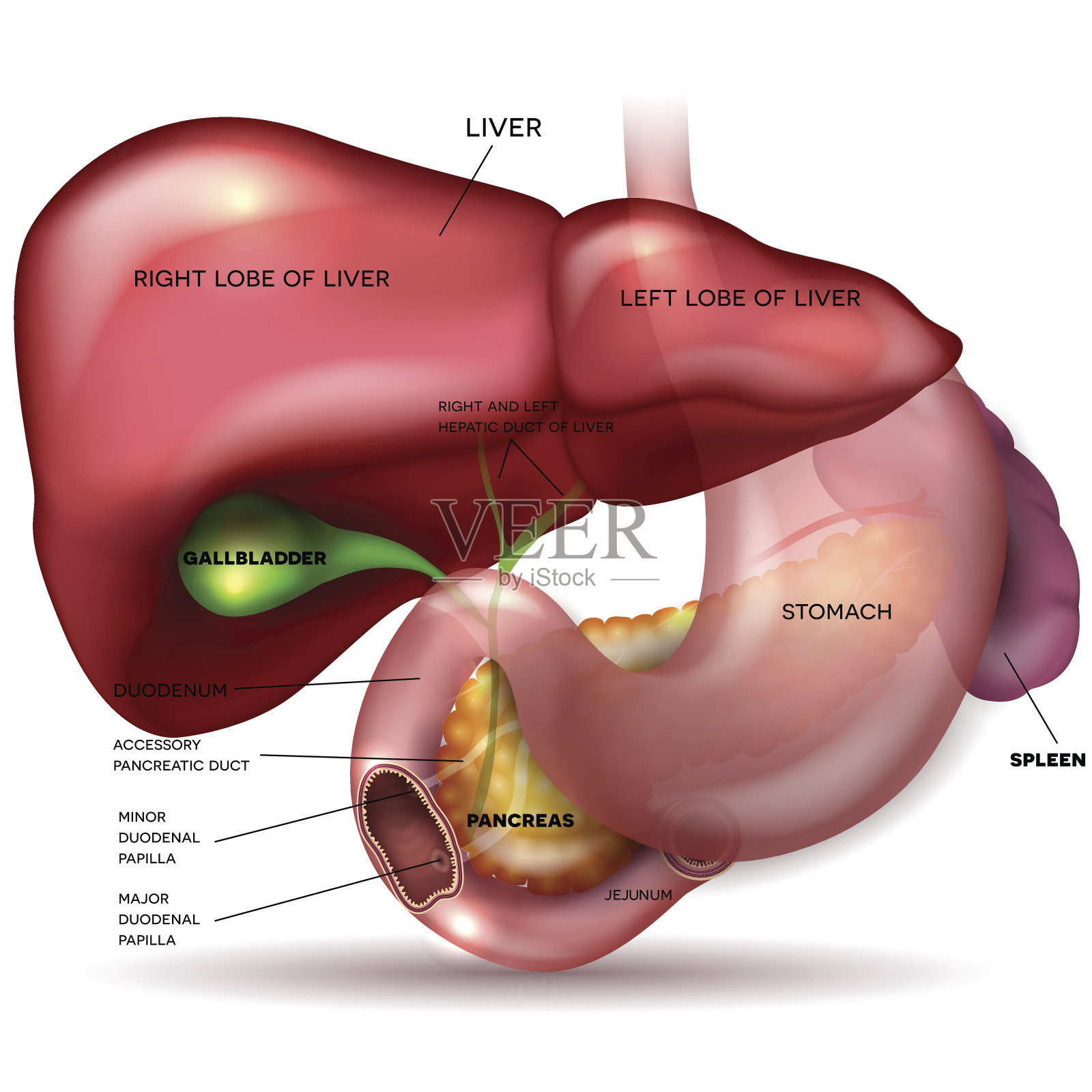 肝、胃、胰、胆、脾详细解剖插画图片素材