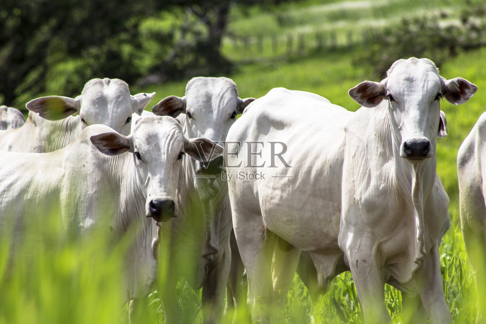 Rolandia, PR，巴西，09/01/2015。在巴拉那州北部的罗兰市，一群来自内尔的牛被放生在草地上。照片摄影图片