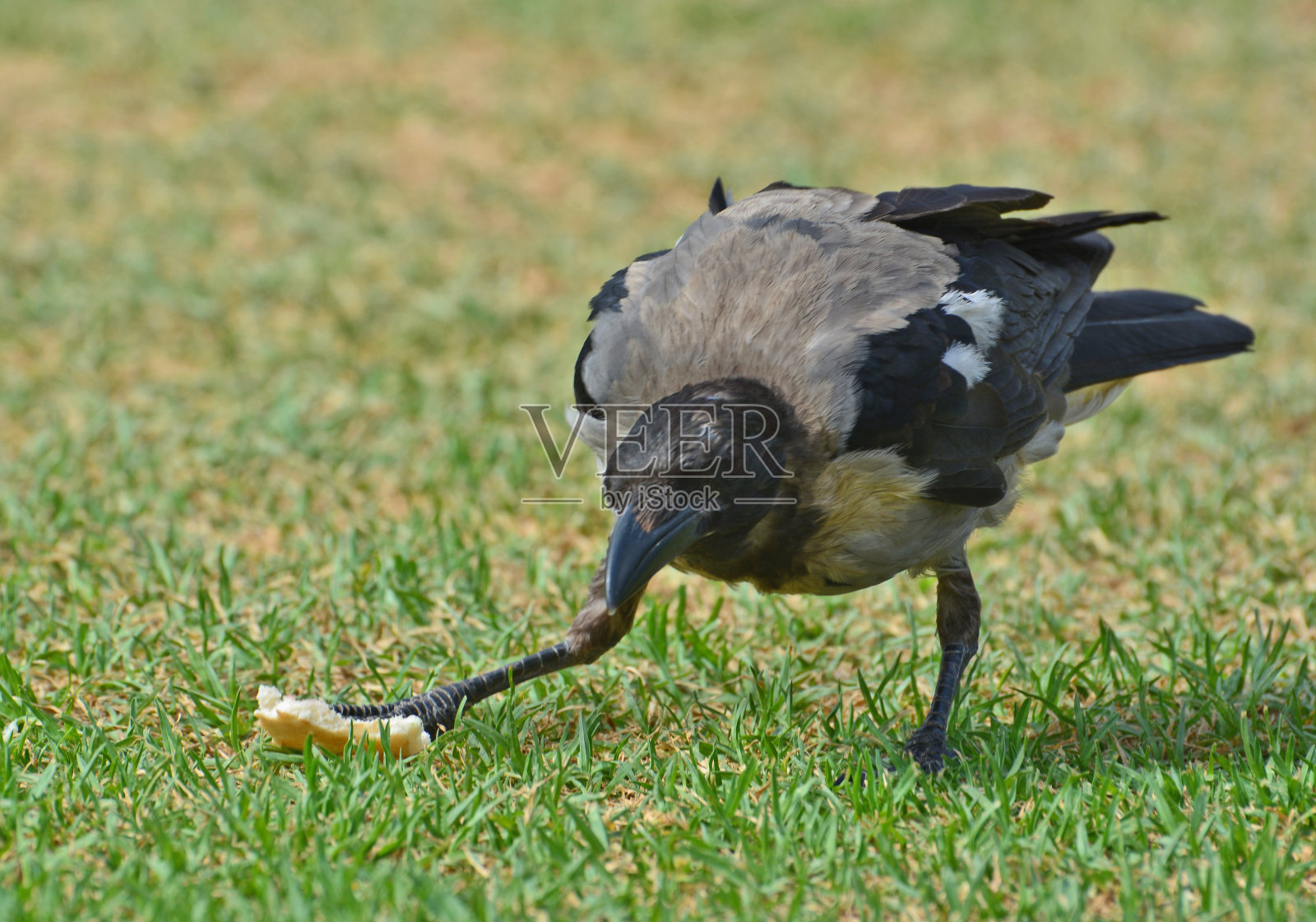 吃腐肉的乌鸦照片摄影图片