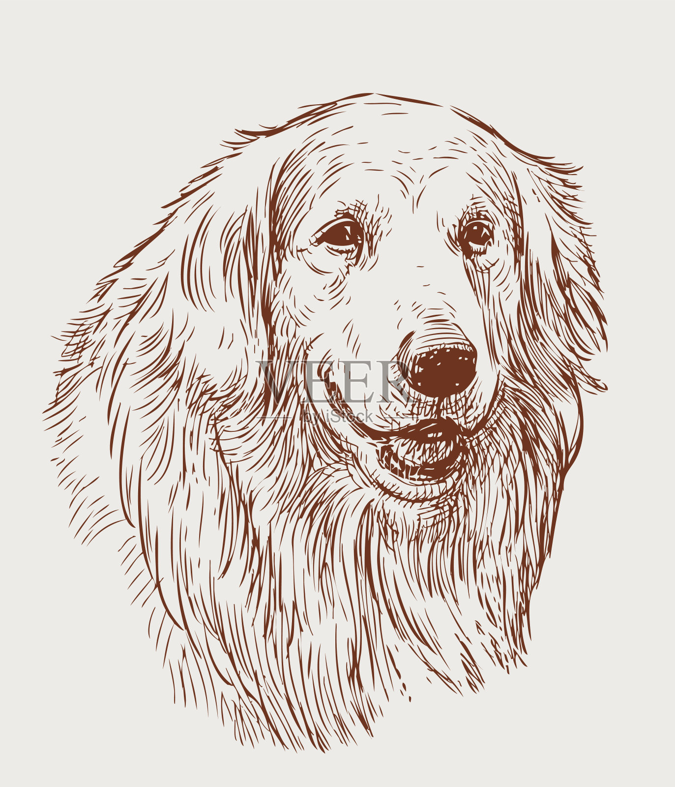 一只寻回犬的素描画像插画图片素材