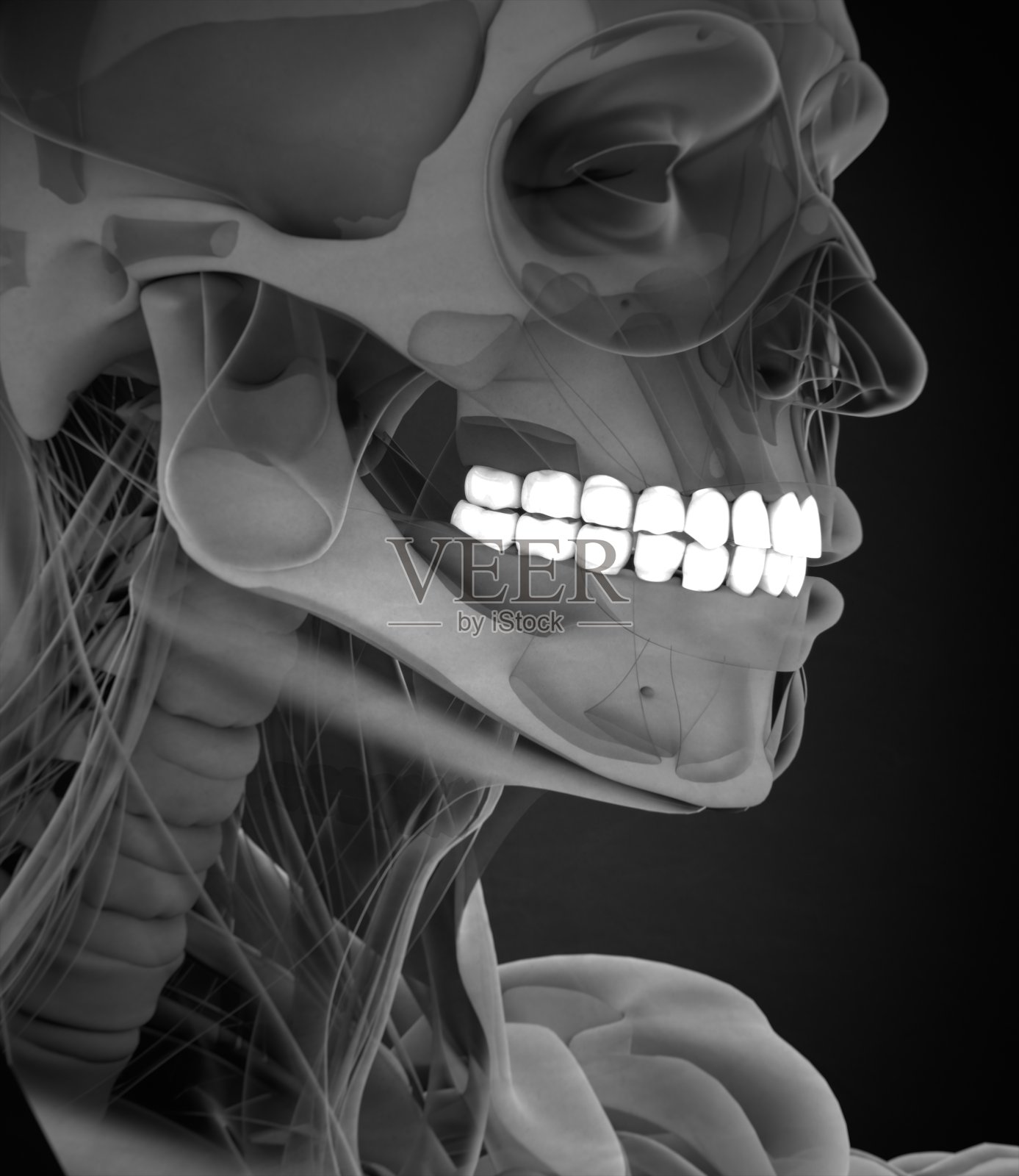 牙齿，x光，人体解剖学，牙科。三维演示插画图片素材