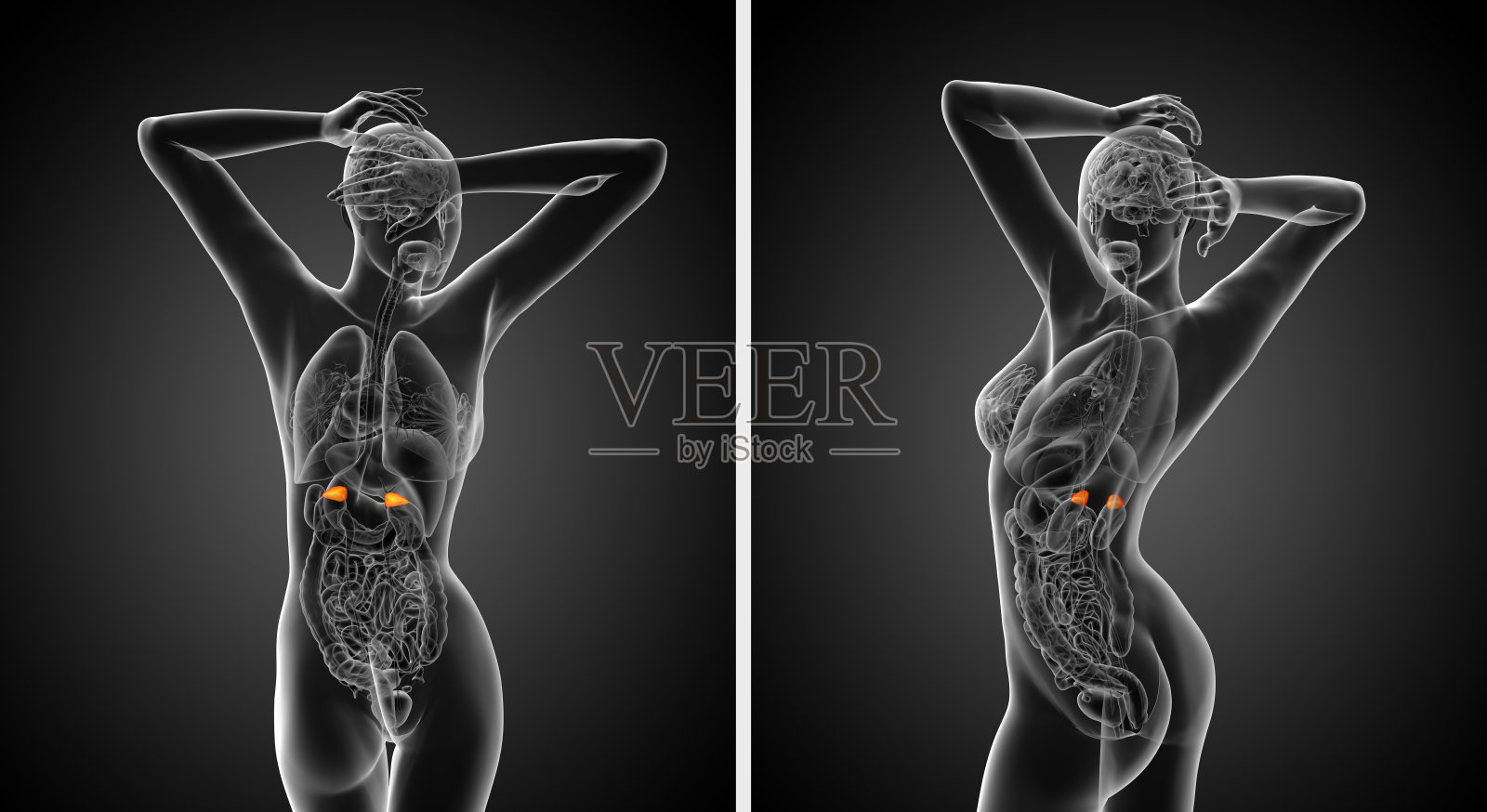 3d渲染医学插图的肾上腺照片摄影图片