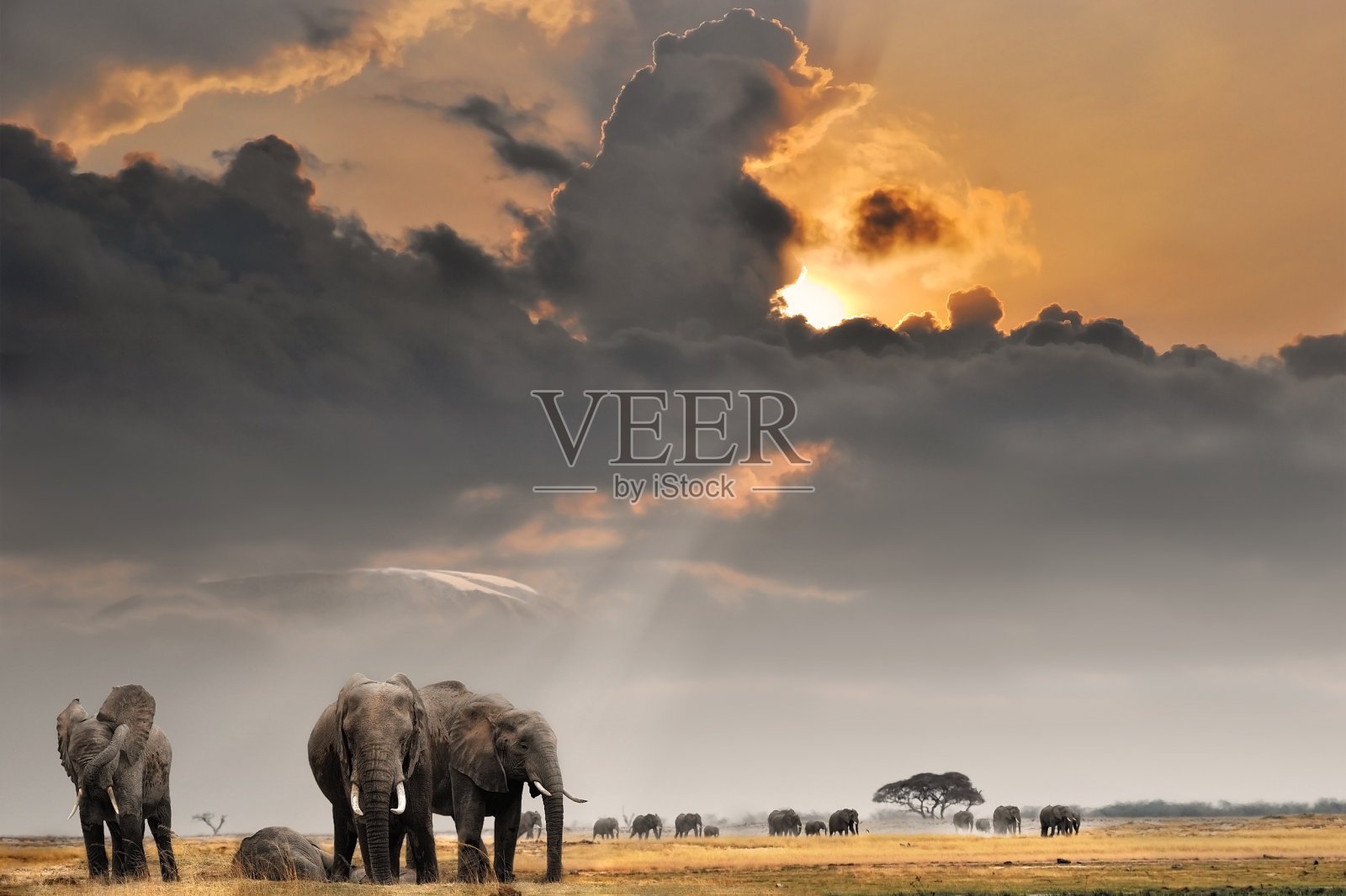 非洲大象日落照片摄影图片
