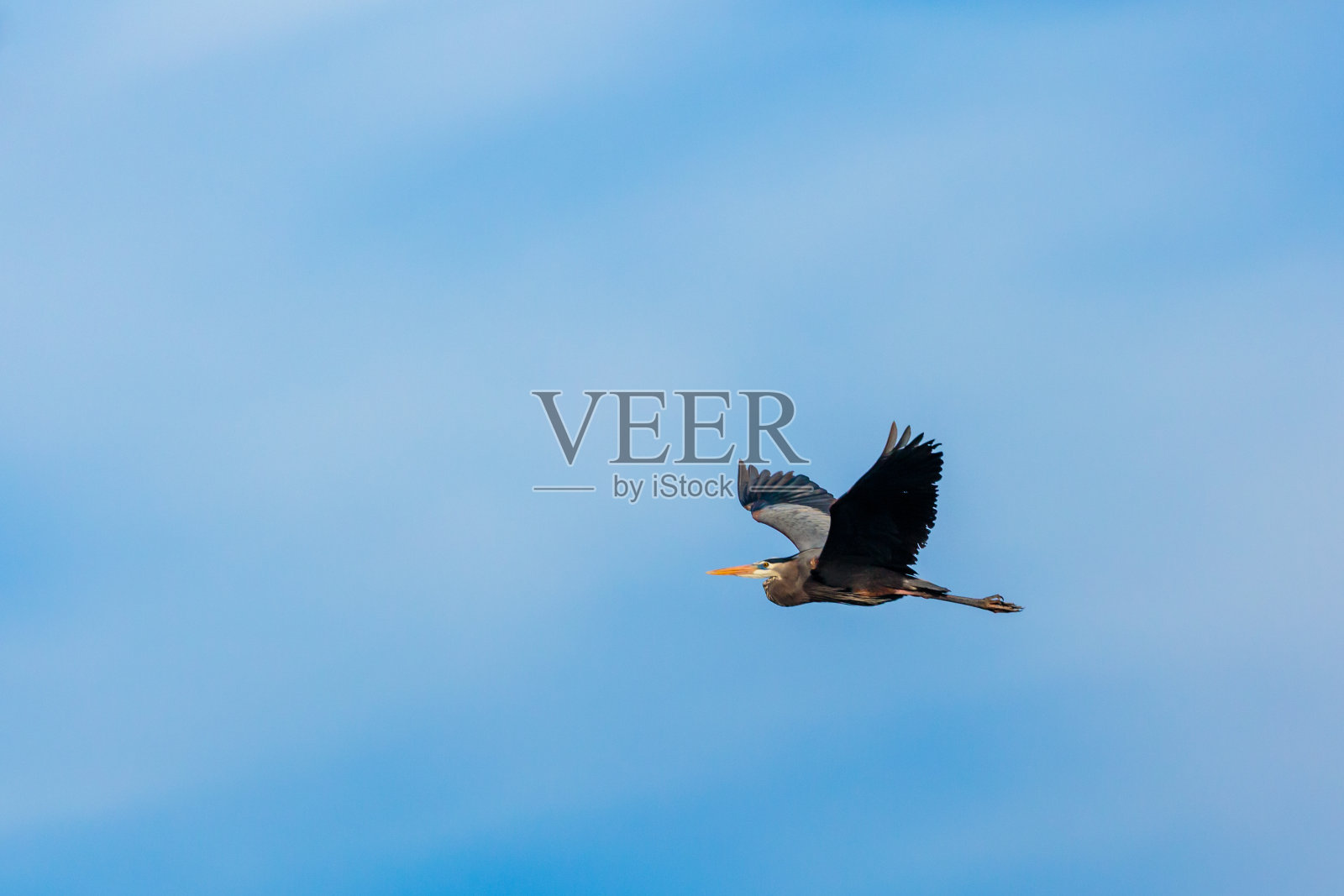 大蓝鹭(Ardea herodias)在蓝色的天空中飞行照片摄影图片
