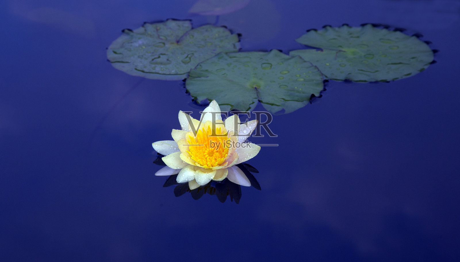 荷花或睡莲盛开在池塘里。照片摄影图片