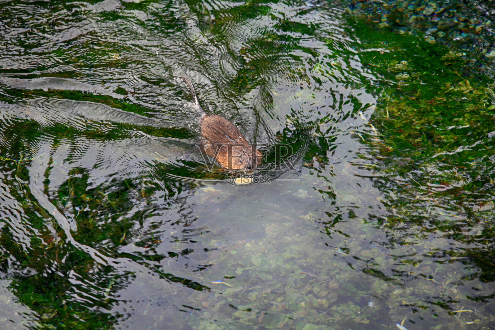 北美海狸(加拿大蓖麻)，游泳海狸，美国，照片摄影图片