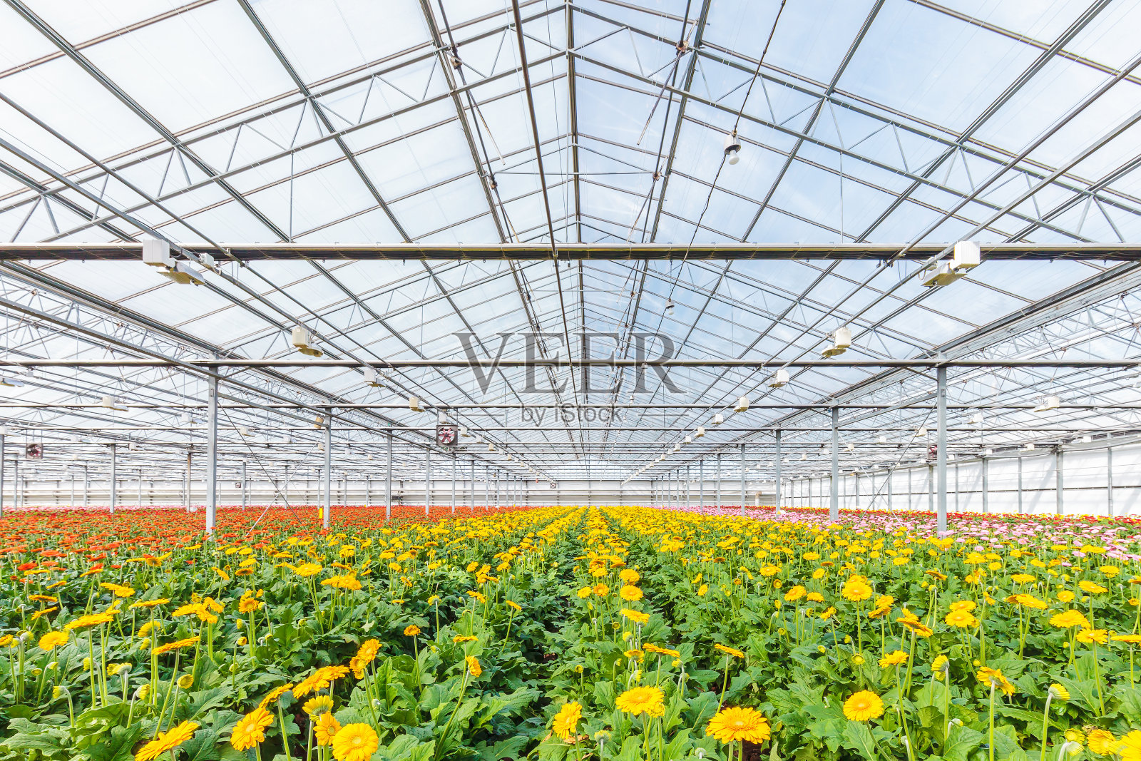 荷兰温室里盛开着五颜六色的非洲菊照片摄影图片