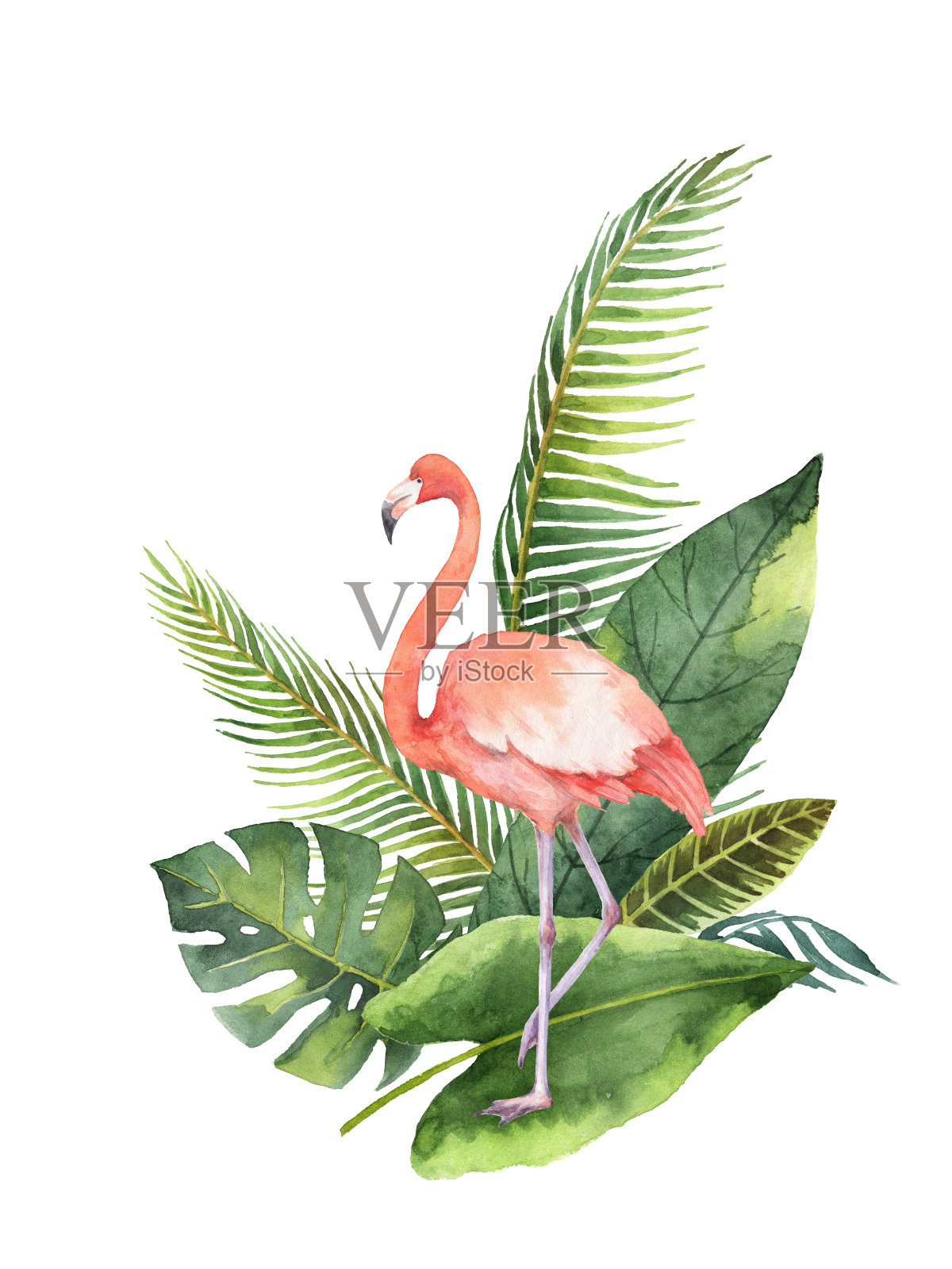 水彩花束的热带树叶和粉红色火烈鸟孤立在白色的背景。插画图片素材