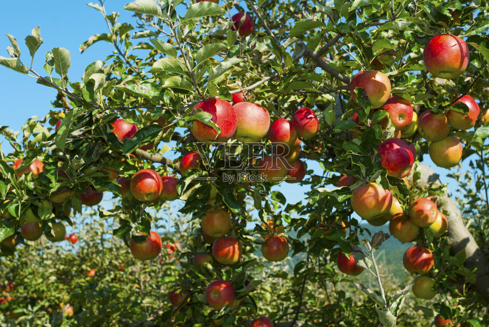 苹果园照片摄影图片