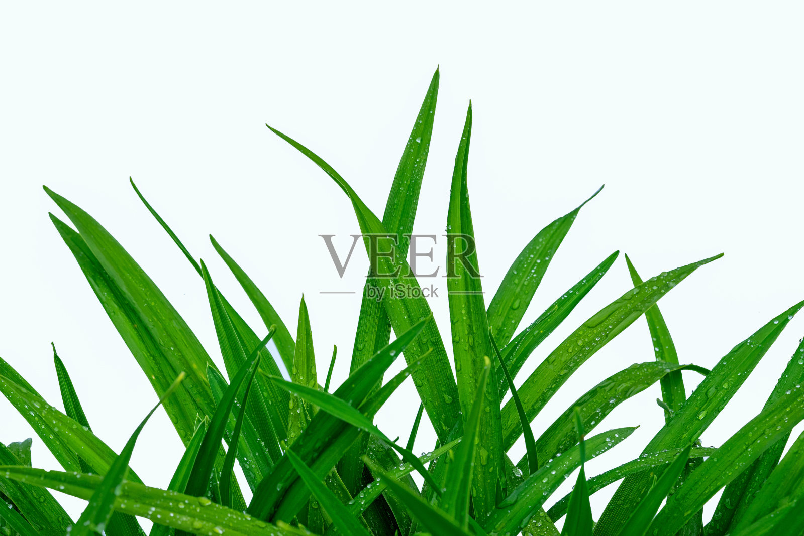 绿草孤立在白色的背景上照片摄影图片