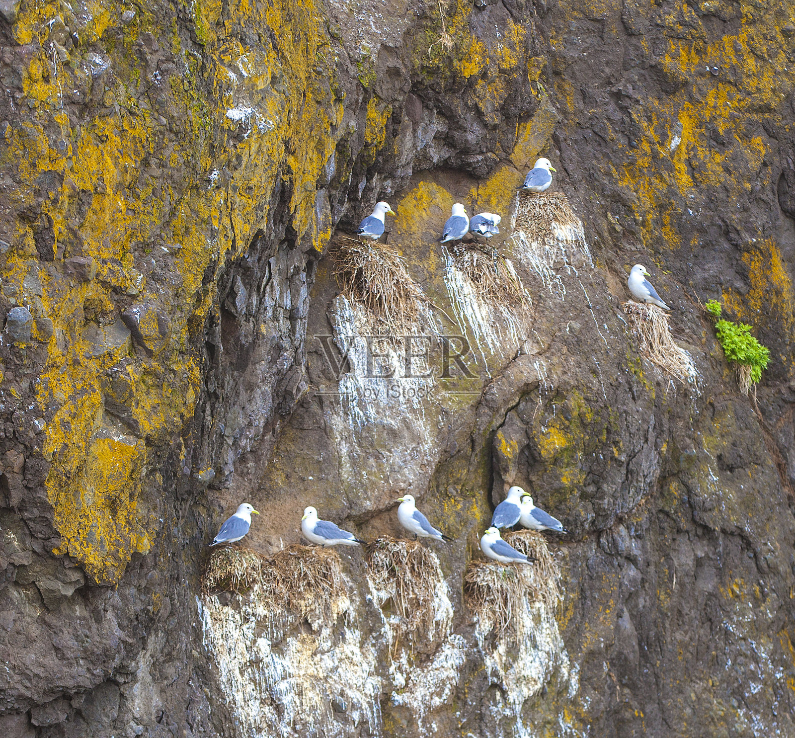 海鸥成双成对地坐在长满彩色苔藓的悬崖上的巢里。照片摄影图片