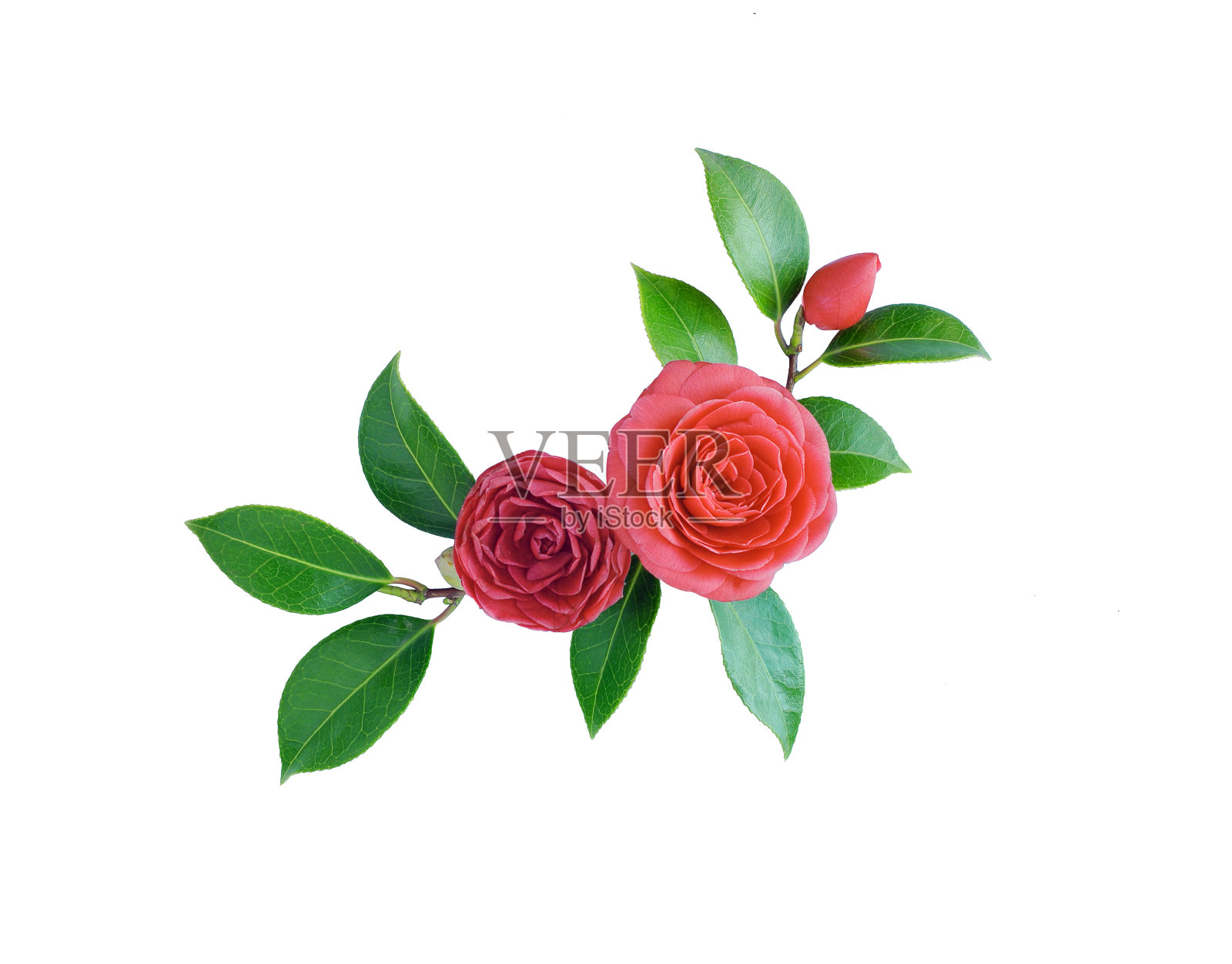 山茶花，孤立在白色背景上。春天日本花与饱和的红色。红山茶花束所有元素都是分离和可编辑的。茶花胸针，贴纸，补丁照片摄影图片