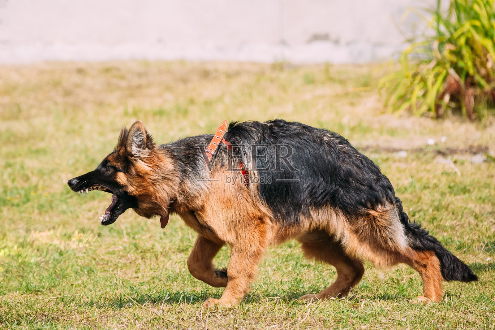 愤怒好斗的长毛德国牧羊犬成年犬，阿尔萨斯狼犬攻击张大嘴巴照片摄影图片