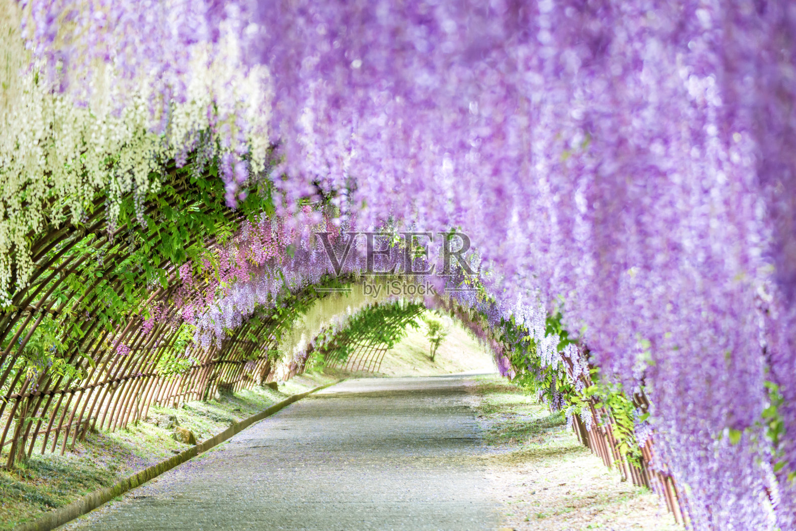 川崎富士花园紫藤隧道(日本福冈)照片摄影图片