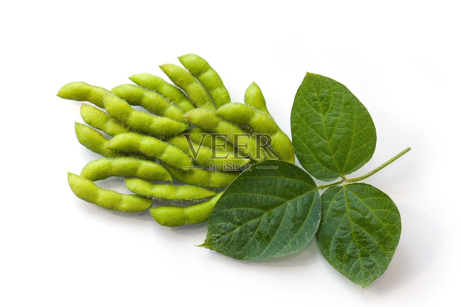 新鲜的转基因大豆和它们的叶子照片摄影图片