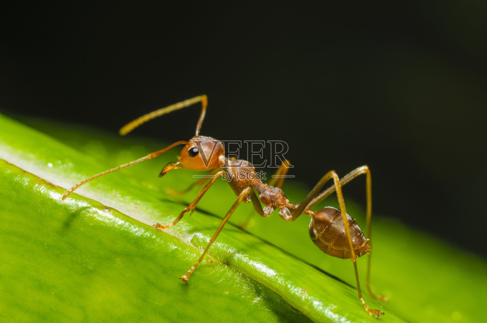 一只红色的蚂蚁在绿叶上行走照片摄影图片