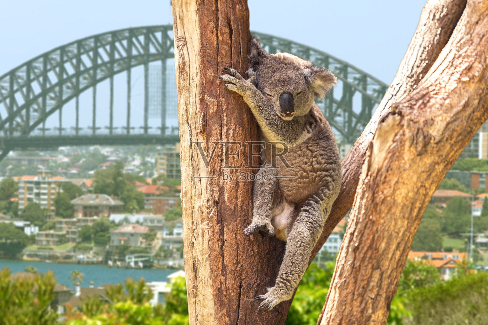 澳大利亚悉尼可爱的考拉照片摄影图片