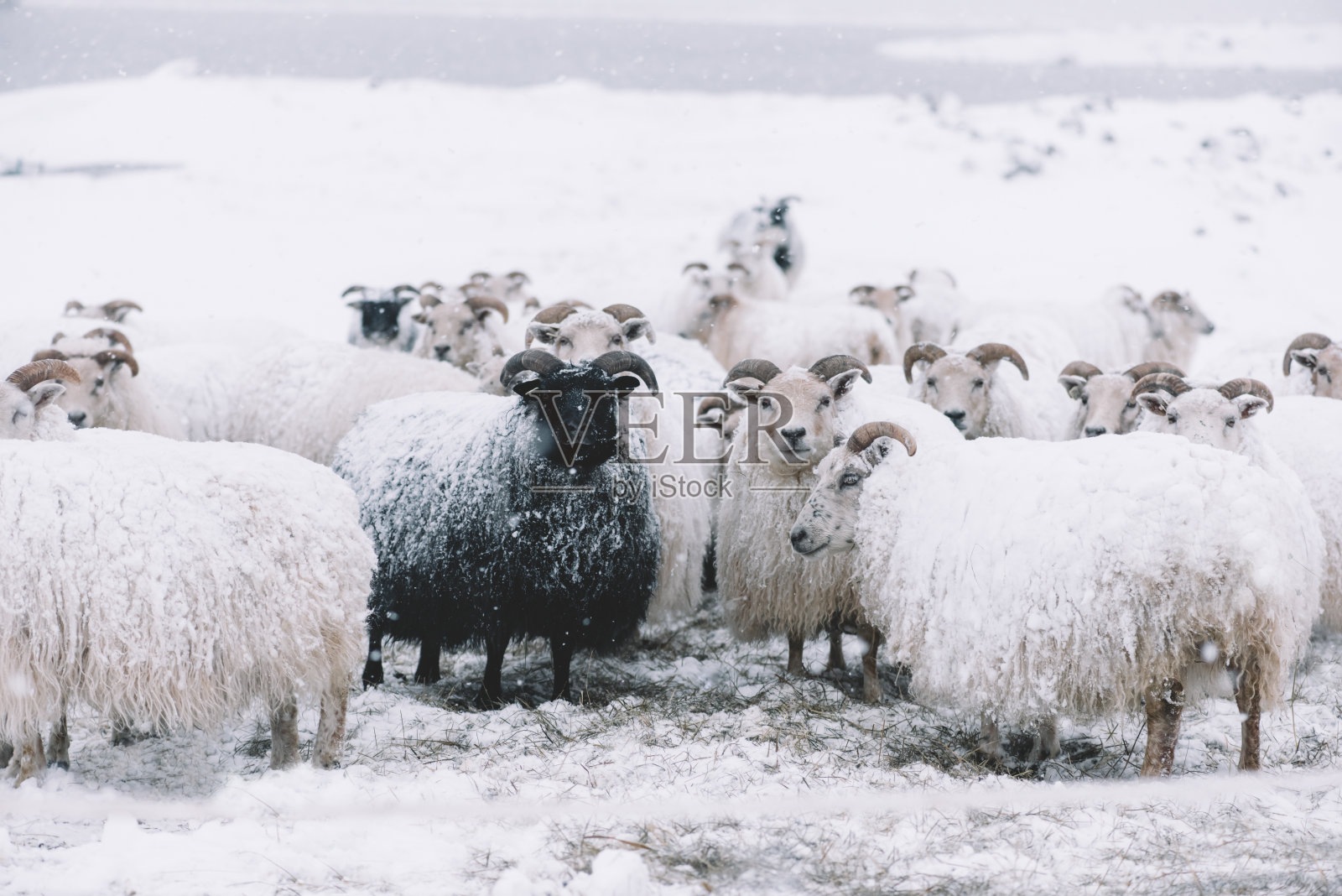 冰岛羊在冬天漫游照片摄影图片