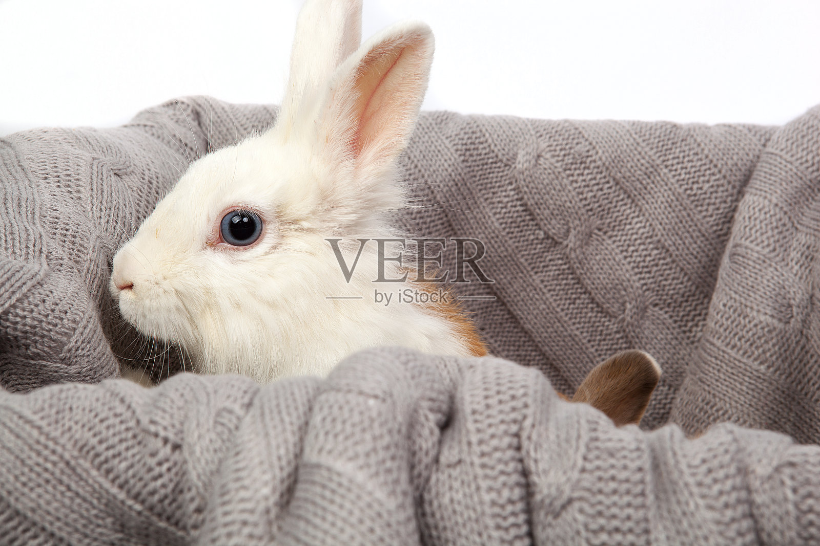 blue-yeyd白兔照片摄影图片